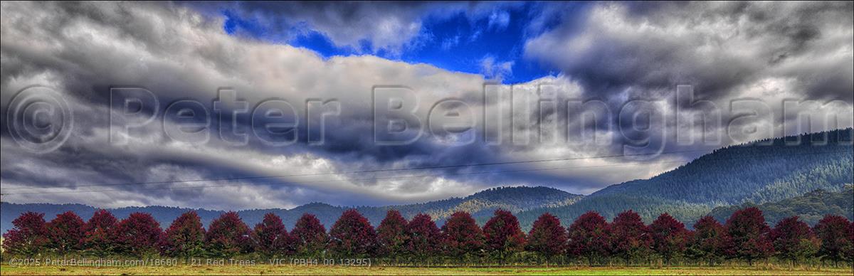 Peter Bellingham Photography 21 Red Trees - VIC (PBH4 00 13295)